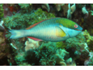 Redband Parrotfish - Parrotfish<br>(<i>Sparisoma aurofrenatum</i>)