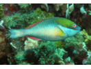 Redband Parrotfish - Parrotfish (<i>Sparisoma aurofrenatum</i>)