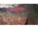 Red Brotula - Viviparous Brotula<br>(<i>Brosmophycis marginata</i>)