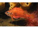 Redfish sp. (Unidentified) - Scorpionfish<br>(<i>Sebastes sp.</i>)