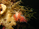 Red-Gilled Nudibranch - Mollusks<br>(<i>Flabellina verrucosa</i>)