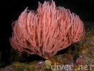 Red Gorgonian - Cnidarians<br>(<i>Leptogorgia chilensis</i>)