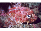Red Irish Lord - Sculpin<br>(<i>Hemilepidotus hemilepidotus</i>)