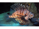 Red Lionfish (exotic) - Scorpionfish<br>(<i>Pterois volitans</i>)