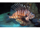 Red Lionfish (exotic) - Scorpionfish (<i>Pterois volitans</i>)