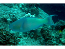 Redlip Parrotfish  (aka Ember Parrotfish) - Parrotfish<br>(<i>Scarus rubroviolaceus</i>)