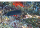 Redlip Blenny (Eastern Atlantic) - Blenny - Combtooth<br>(<i>Ophioblennius atlanticus</i>)