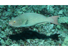 Ember Parrotfish (aka Redlip Parrotfish) - Parrotfish<br>(<i>Scarus rubroviolaceus</i>)
