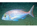 Red Porgy - Porgy<br>(<i>Pagrus pagrus</i>)