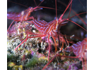 Red Rock Shrimp - Arthropods<br>(<i>Lysmata californica</i>)