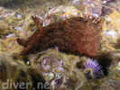 Red Sea Hare - Mollusks<br>(<i>Aplysia californica</i>)