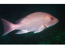 Red Snapper - Snapper<br>(<i>Lutjanus campechanus</i>)