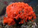 Red Volcano Sponge - Poriferans<br>(<i>Acamus erithacus</i>)