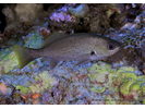 Reef Croaker - Drum<br>(<i>Odontoscion dentex</i>)