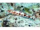 Reef Lizardfish - Lizardfish<br>(<i>Synodus variegatus</i>)