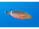 Ringtail Wrasse - Wrasse <br>(<i>Oxycheilinus unifasciatus</i>)