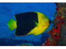 Rock Beauty - Angelfish<br>(<i>Holacanthus tricolor</i>)