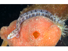 Rock Gunnel - Gunnel<br>(<i>Pholis gunnellus</i>)