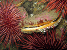 Rock Scallop - Mollusks<br>(<i>Crassadoma gigantea</i>)