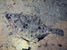 Southern Rock Sole - Righteye Flounder<br>(<i>Lepidopsetta bilineata</i>)