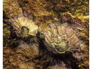 Rough Barnacle - Arthropods<br>(<i>Balanus balanus</i>)