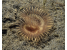 Sabellid Worm - Annelids<br>(<i>Sabella sp.</i>)