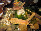 Sailfin Sculpin - Poacher<br>(<i>Nautichthys oculofasciatus</i>)