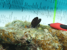 Sailfin Blenny - Blenny - Pike, tube, and flag<br>(<i>Emblemaria pandionis</i>)