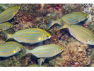 Salema (aka Cow Bream) - Porgy<br>(<i>Sarpa salpa</i>)