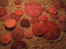 Common Sand Dollar - Echinoderms<br>(<i>Echinarachnius parma</i>)