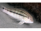 Sand Perch - Seabass<br>(<i>Diplectrum formosum</i>)