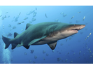 Sand Tiger