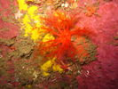 Scarlet Psolus - Echinoderms<br>(<i>Psolus fabricii</i>)