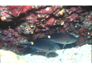 Scissortail Chromis - Damselfish - Jaqueta (<i>Azurina atrilobata</i>)
