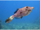 Scrawled Filefish - Filefish<br>(<i>Aluterus scriptus</i>)