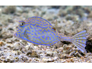 Scrawled Cowfish - Boxfish<br>(<i>Acanthostracion quadricornis</i>)