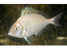 Scup - Porgy<br>(<i>Stenotomus chrysops</i>)