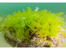 Sea Lettuce - Marine Plants and Algae<br>(<i>Ulva sp.</i>)