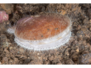 Sea Scallop - Mollusks<br>(<i>Placopectin magellanicus</i>)