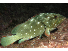 Flag Cabrilla - Seabass - Cabrilla Y Mero (<i>Epinephelus labriformis</i>)