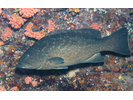 Leopard Grouper - Seabass - Cabrilla Y Mero<br>(<i>Mycteroperca rosacea</i>)