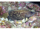 Mottled Soapfish - Seabass - Cabrilla Y Mero<br>(<i>Rypticus bicolor</i>)