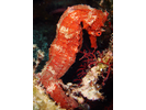 Pacific Seahorse - Pipefish & Seahorse<br>(<i>Hippocampus ingens</i>)
