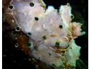 Sea Lace - Bryozoans<br>(<i>Membranipora membranacea</i>)