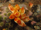 Sea Peach - Urochordates<br>(<i>Halocynthia pyriformis</i>)