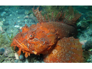 Sea Raven - Sculpin (<i>Hemitripterus americanus</i>)