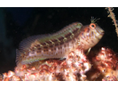 Seaweed Blenny - Blenny - Combtooth (<i>Parablennius marmoreus</i>)