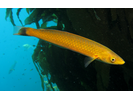 Senorita - Wrasse<br>(<i>Oxyjulis californica</i>)