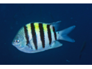 Sergeant Major - Damselfish (<i>Abudefduf saxatilis</i>)