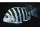 Sheepshead - Porgy (<i>Archosargus probatocephalus</i>)